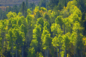 Grouse Creek trees 31